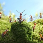 Quante formiche ci sono nel mondo?